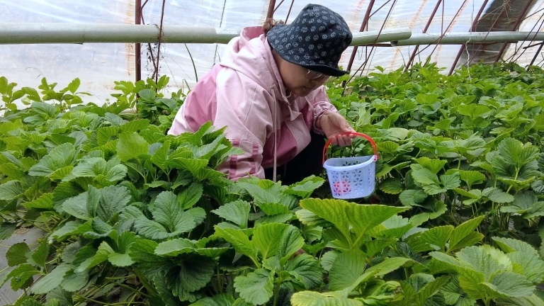 九师一六三团三连草莓种植大棚迎来采摘季。