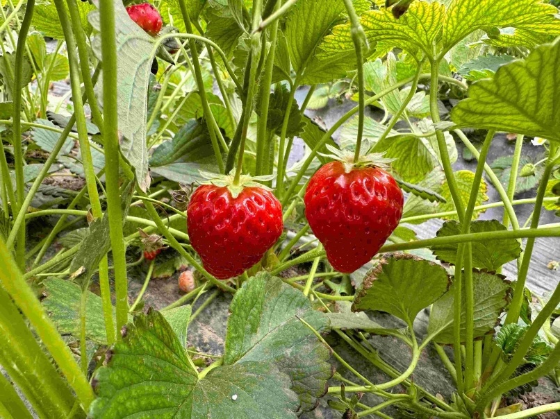 在九师一六三团三连草莓种植大棚内，颗颗草莓色泽诱人。